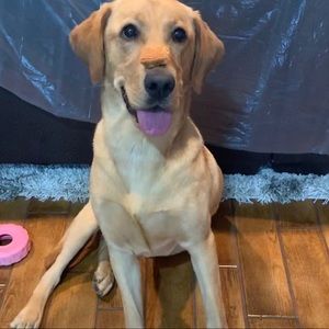 Meet your Posher, Amber